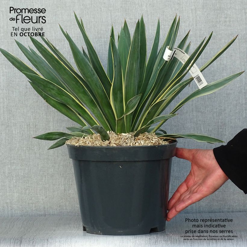 Spécimen de Yucca gloriosa Variegata - Dague espagnole pot de 7L tel que livré en automne