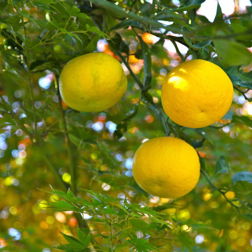 Citrus lemon Pot P26 Tige +/- 70 cm Citron jaune - Central Jardin