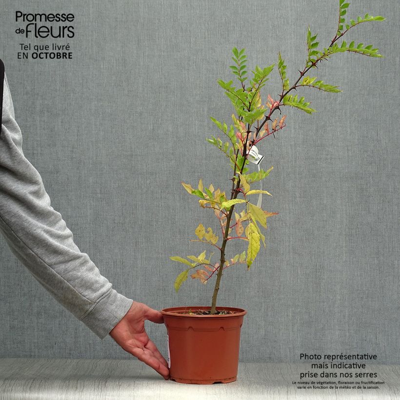 Spécimen de Zanthoxylum piperitum - Poivrier du Sichuan Pot de 2L/3L tel que livré en automne