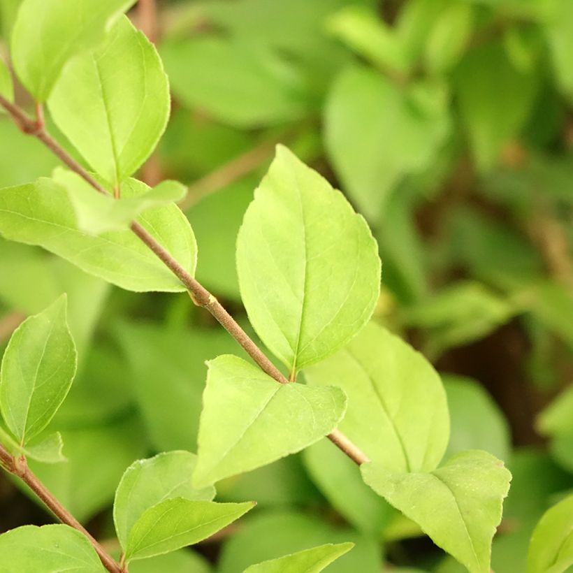 Abelia chinensis White Surprise - Abélia de Chine (Feuillage)