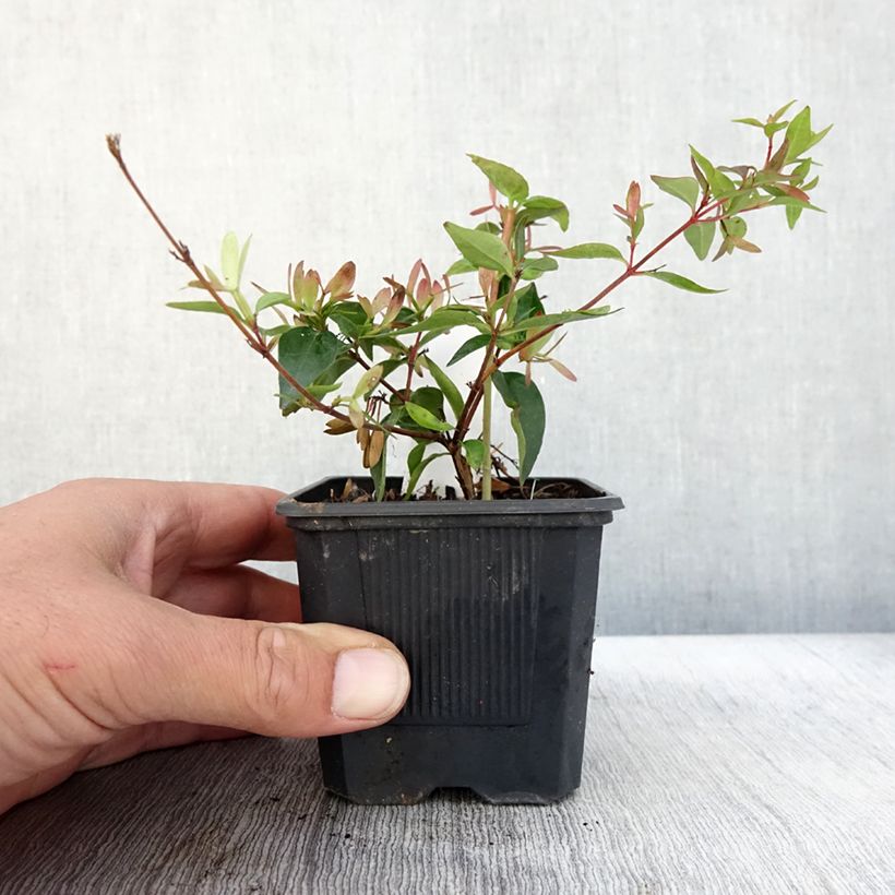 Spécimen de Abelia Edward Goucher en godet de 9cm tel que livré en automne