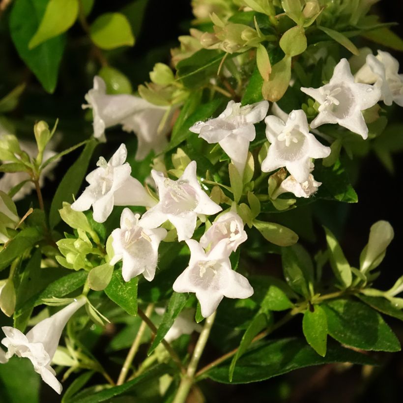 Abelia grandiflora Caramel Charm - Abélia à grandes fleurs (Floraison)