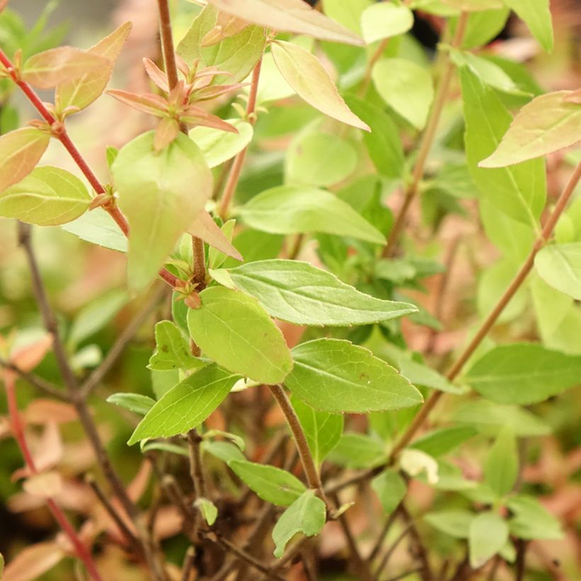 Abelia grandiflora Pisto (Feuillage)