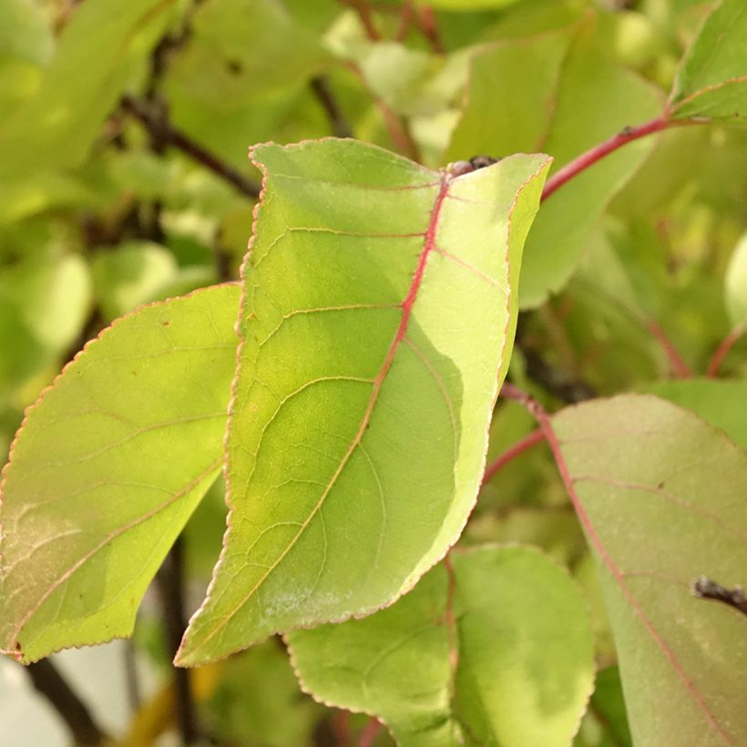 Abricotier - Prunus armeniaca Bulida (Feuillage)