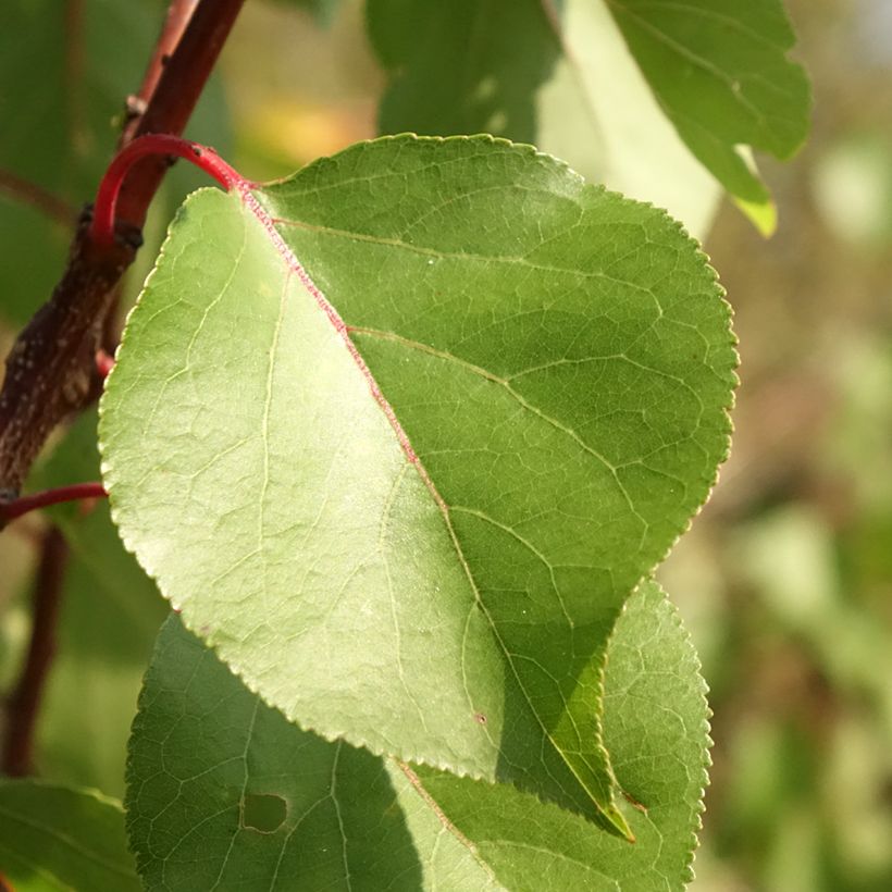 Abricotier - Prunus armeniaca Harcot (Feuillage)