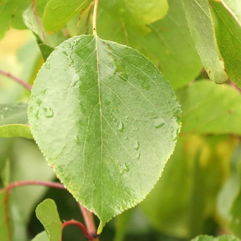 Abricotier - Prunus armeniaca Meilleur de Hongrie (Feuillage)