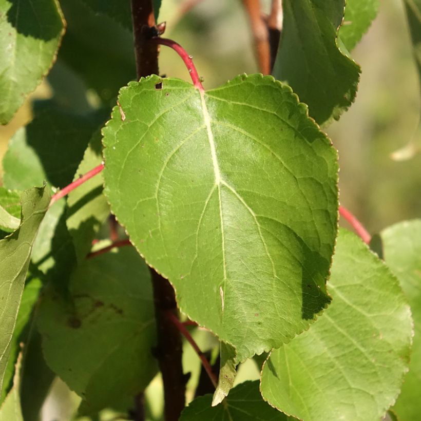 Abricotier Rouge du Roussillon (Feuillage)