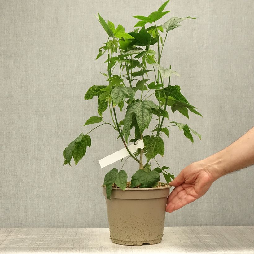 Spécimen de Abutilon striatum Redvein Pot de 4L tel que livré en été