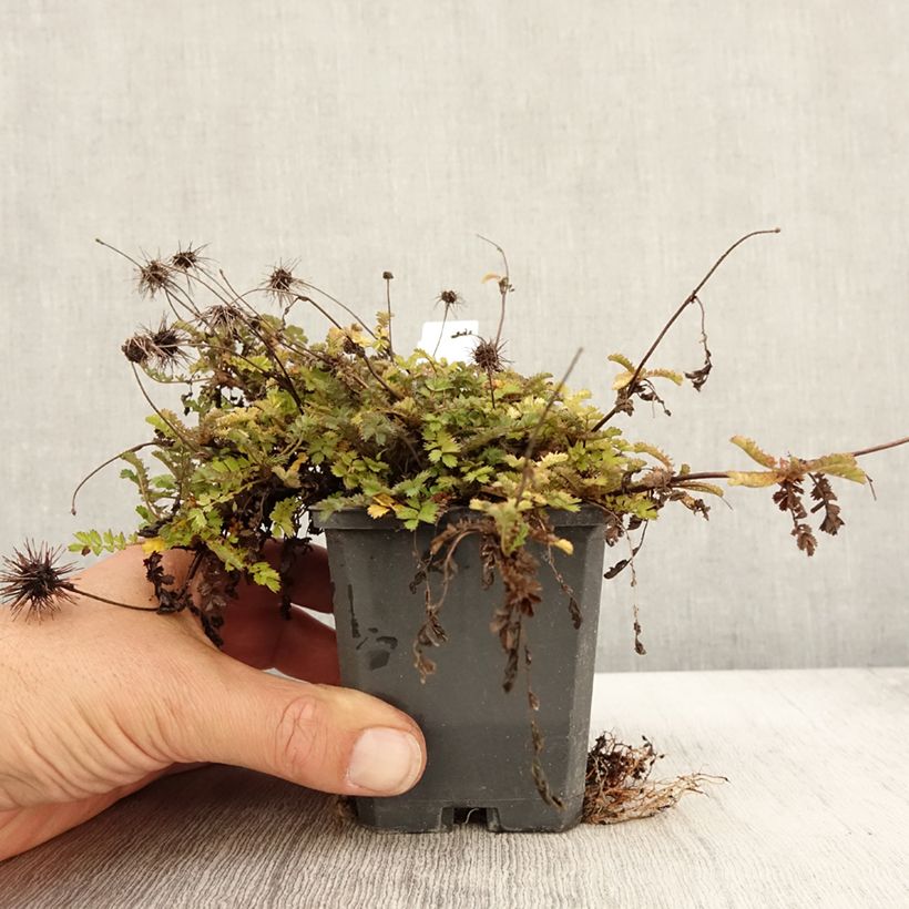 Spécimen de Acaena microphylla Dichte Matte - Lampourde à petites feuilles Godet de 9cm tel que livré en automne