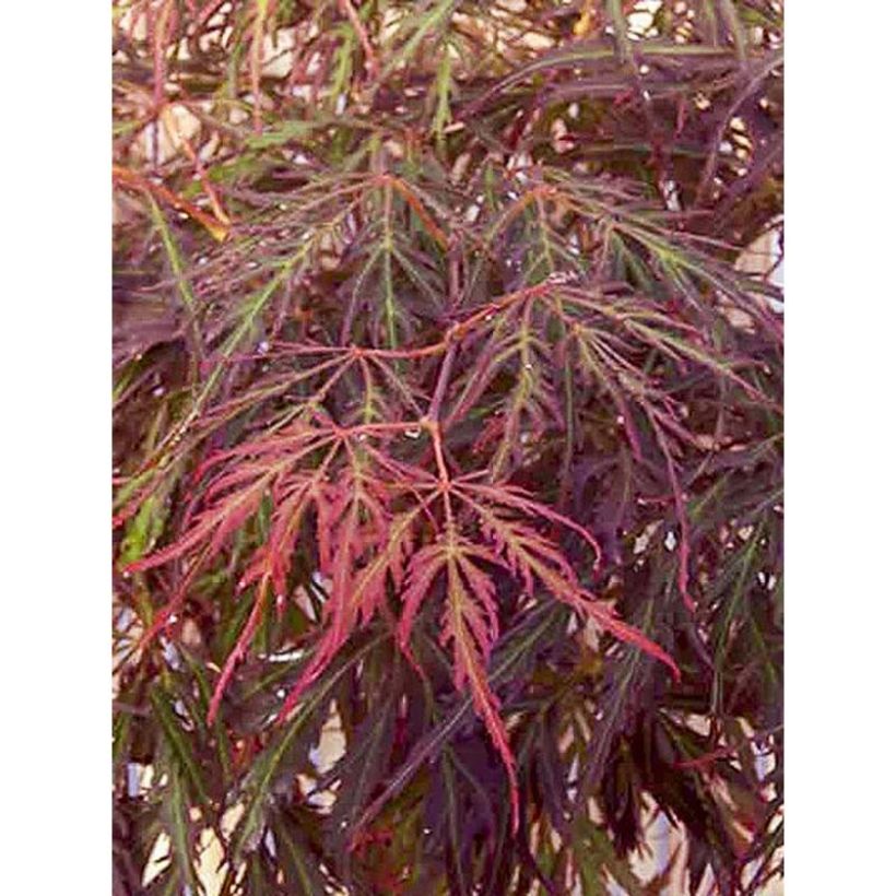 Érable du japon - Acer palmatum Crimson Princess (Feuillage)