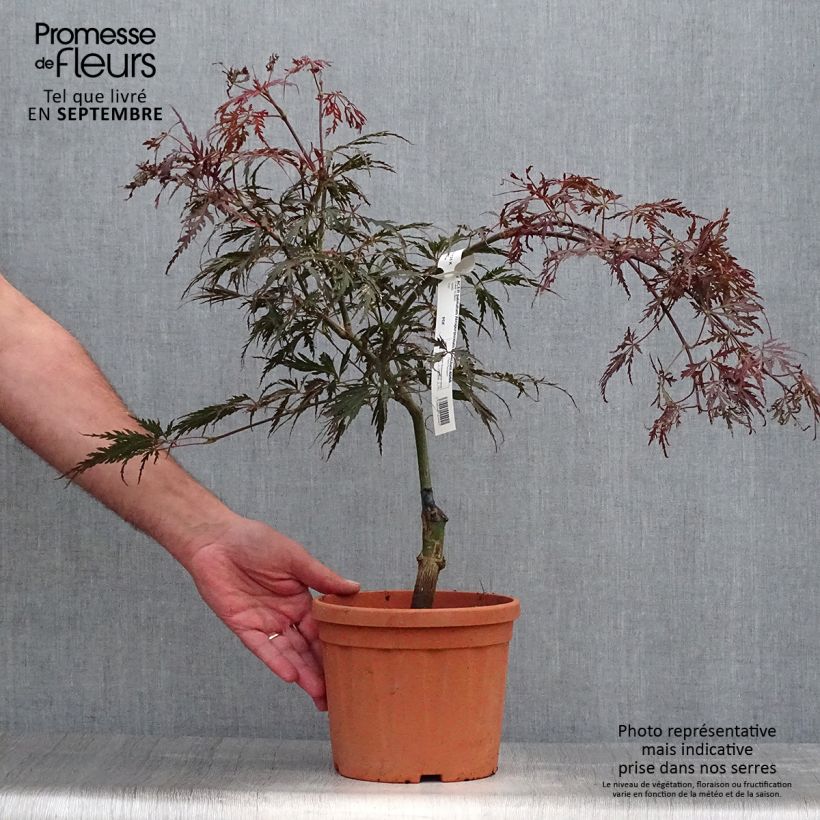 Spécimen de Acer palmatum Dissectum Atropurpureum - Érable du Japon tel que livré en automne