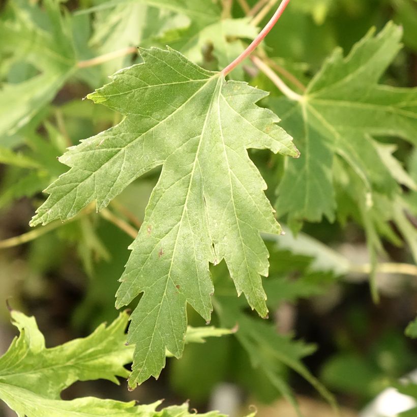 Acer saccharinum Laciniatum Wieri - Érable argenté (Feuillage)