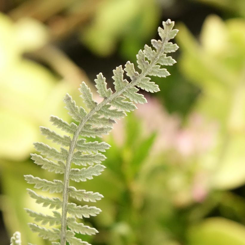 Achillea clypeolata - Achillée (Feuillage)