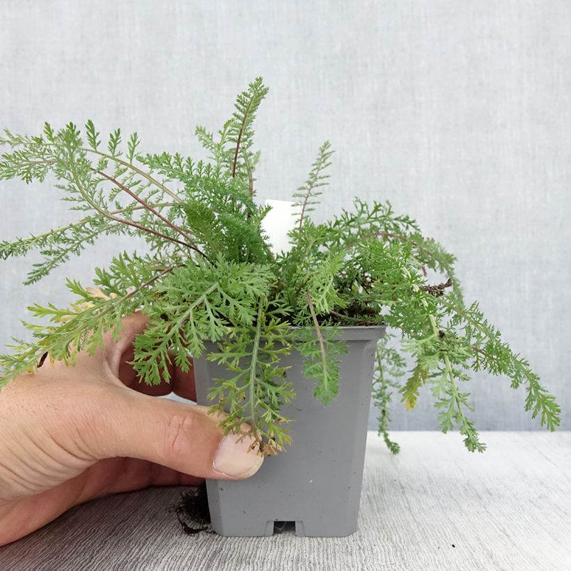 Spécimen de Achillée millefeuille Cassis - Achillea millefolium Godet de 8/9 cm tel que livré en automne