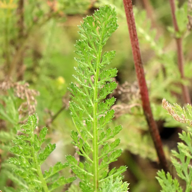 Achillée millefeuille Cassis - Achillea millefolium (Feuillage)