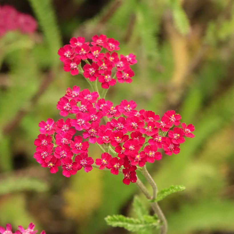 Achillée millefeuille Cassis - Achillea millefolium (Floraison)