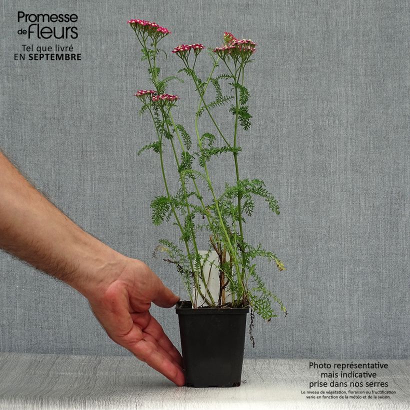 Spécimen de Achillée millefolium Petra Godet de 9cm tel que livré en automne