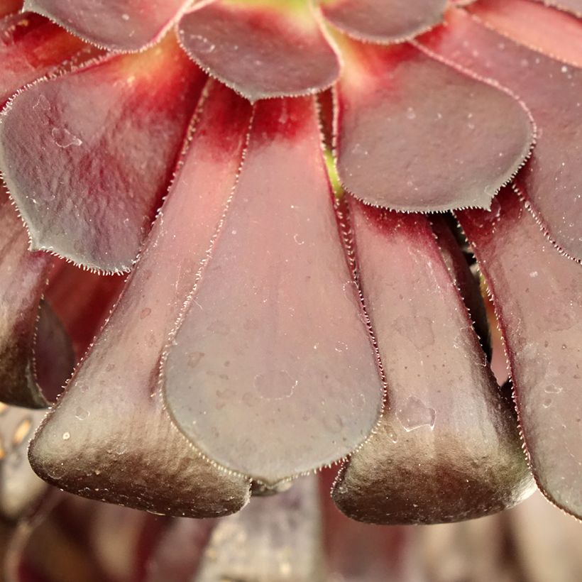 Aeonium arboreum Schwarzkopf - Aéonium en arbre (Feuillage)