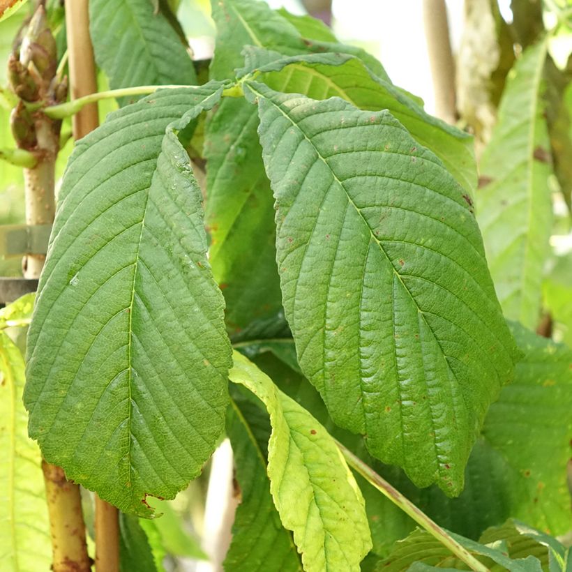 Aesculus hippocastanum Hampton Court Gold - Marronnier commun (Feuillage)