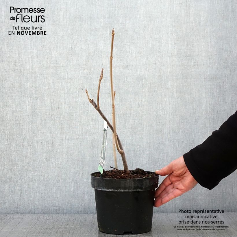 Spécimen de Aesculus parviflora - Pavier blanc en pot de 2/3L tel que livré en automne