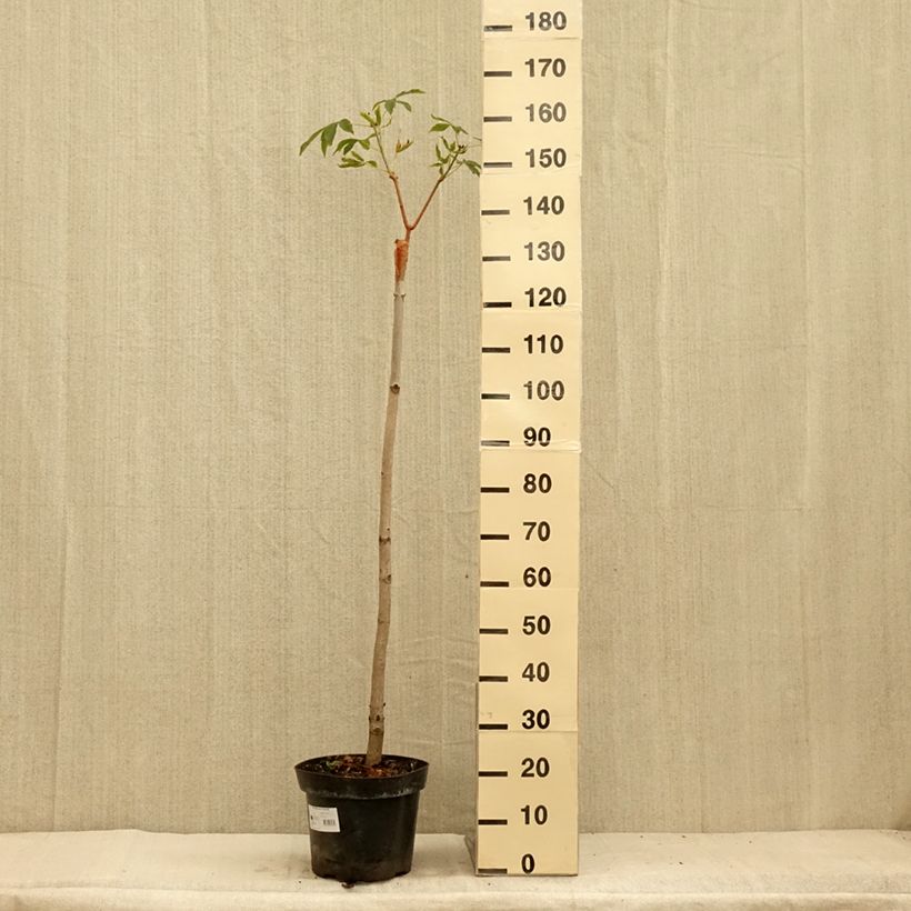 Spécimen de Aesculus pavia Humilis - Marronnier d'ornement - Pot de 7,5L/10L tel que livré en été