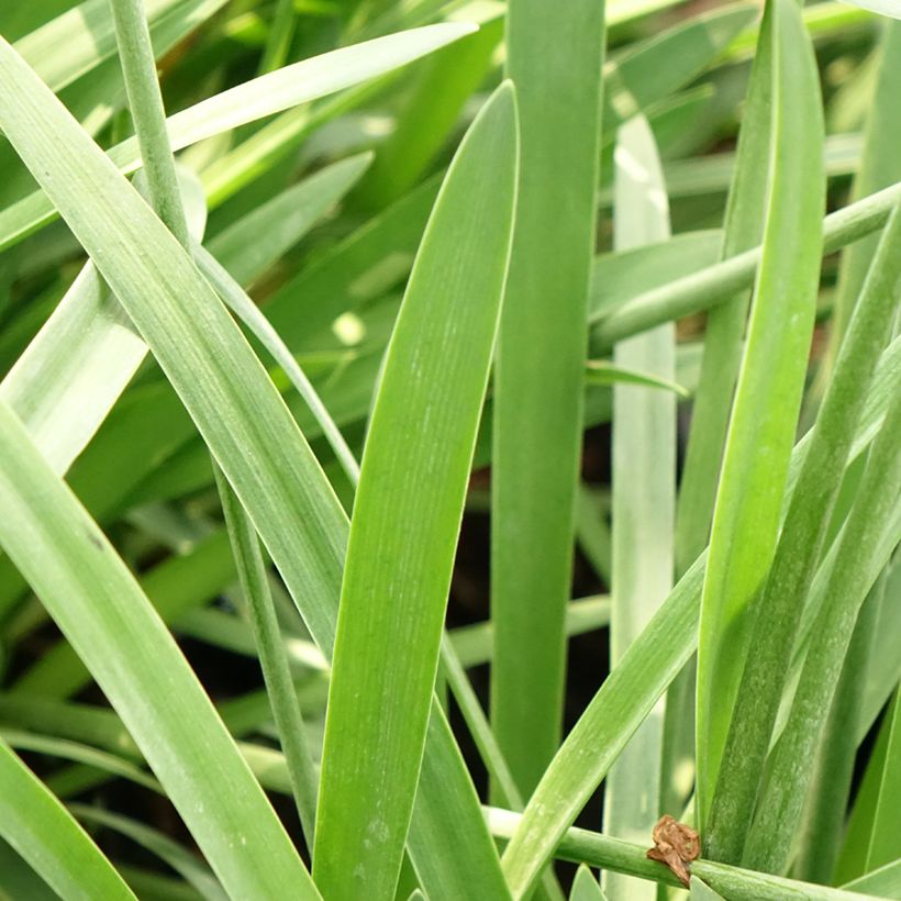 Agapanthe Bluestorm (Feuillage)