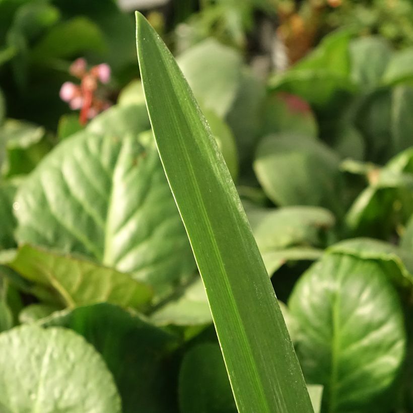 Agapanthe Purple Heart (Feuillage)