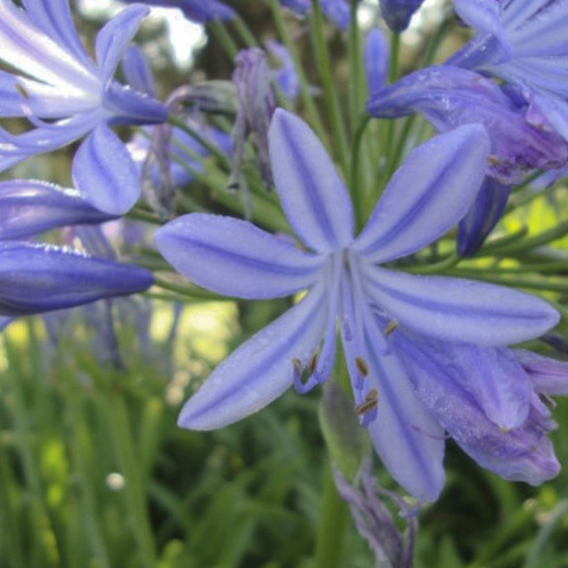 Agapanthe Sunfield (Floraison)