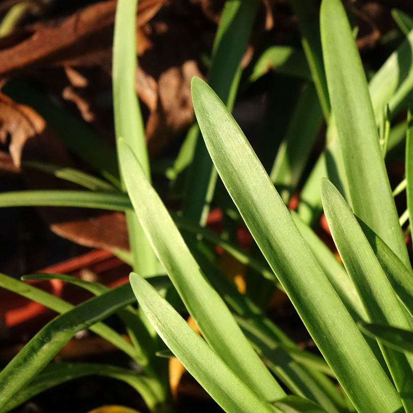 Agapanthe Tom Thumb (Feuillage)