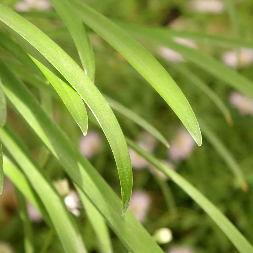 Agapanthe White Baby (Feuillage)