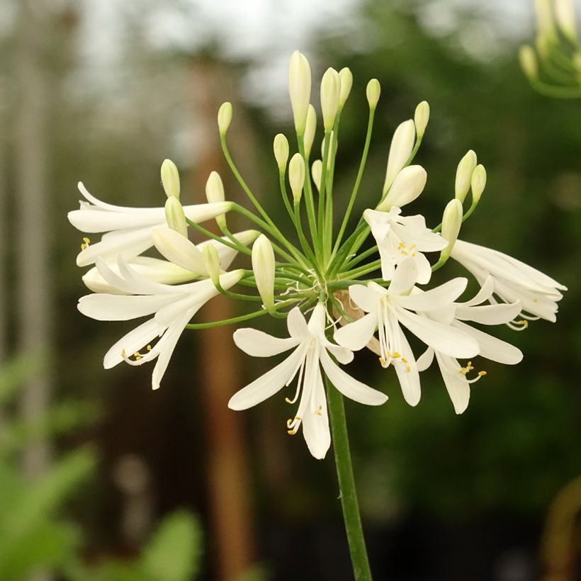 Agapanthe White Baby (Floraison)