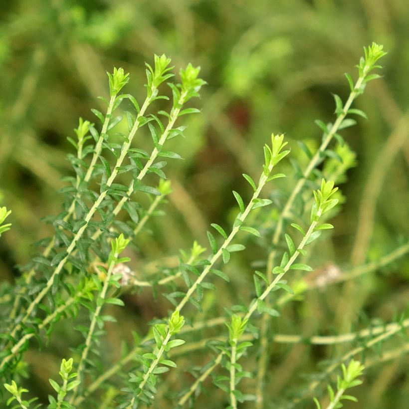 Agathosma capensis - Buchu du Cap (Feuillage)