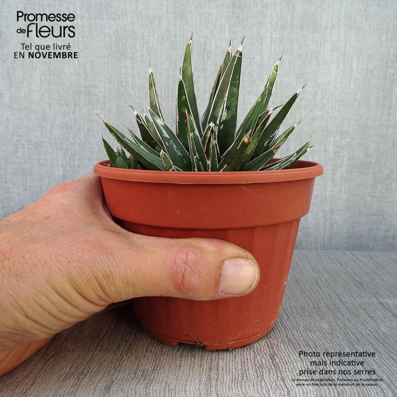 Spécimen de Agave victoriae reginae en pot de 13 cm tel que livré en automne