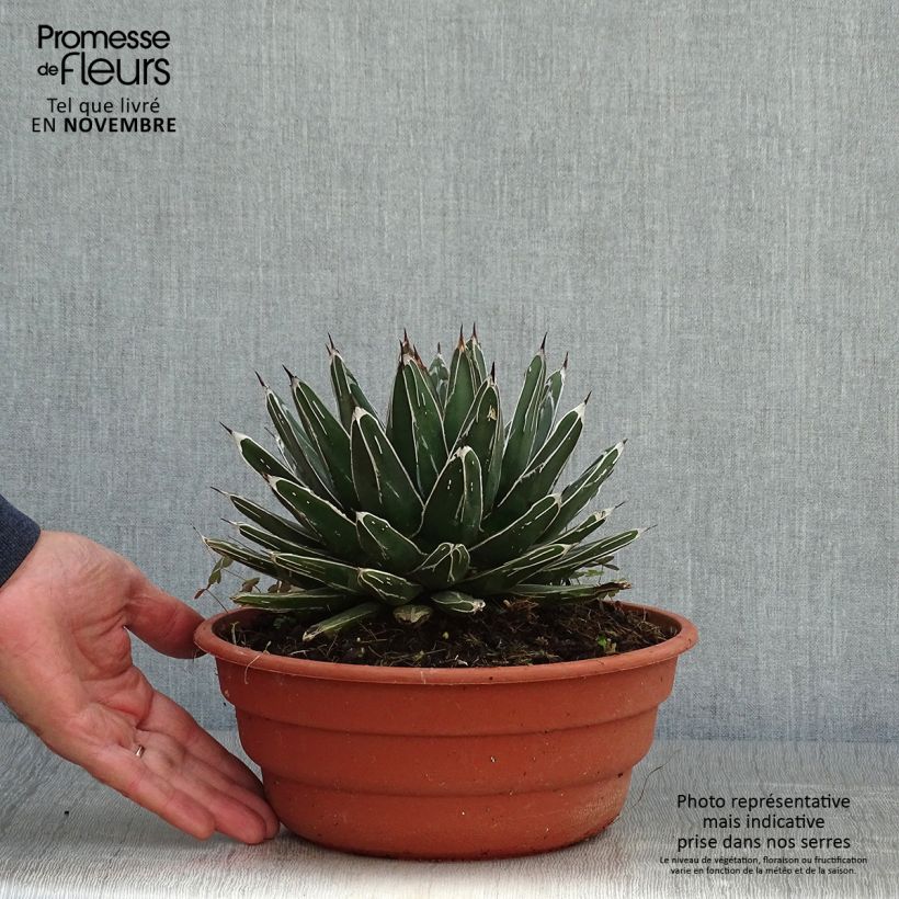 Spécimen de Agave victoriae reginae en pot de 5L tel que livré en automne