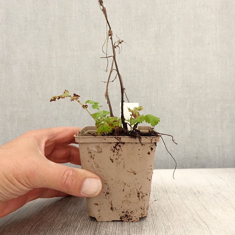 Spécimen de Agrimonia eupatoria Alba Godet de 8/9 cm tel que livré en automne