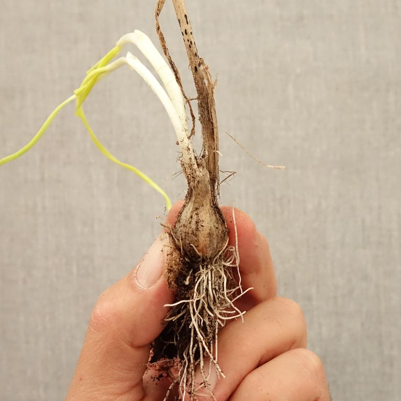 Spécimen de Ail d'ornement - Allium carinatum ssp pulchellum Album Bulbe tel que livré en automne