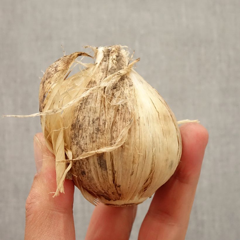 Spécimen de Ail d'ornement - Allium giganteum tel que livré en automne