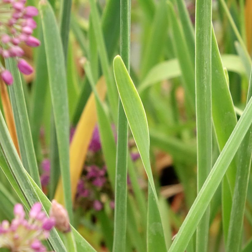 Ail d'ornement - Allium Lavender Bubbles (Feuillage)