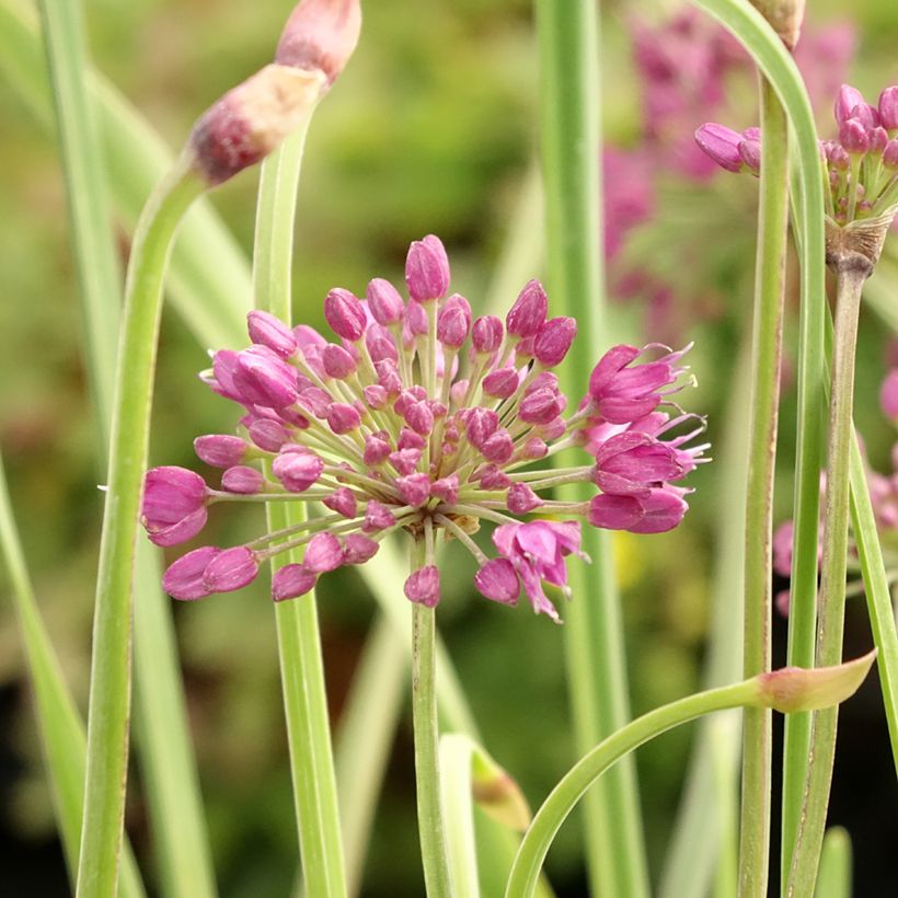 Ail d'ornement - Allium Lavender Bubbles (Floraison)