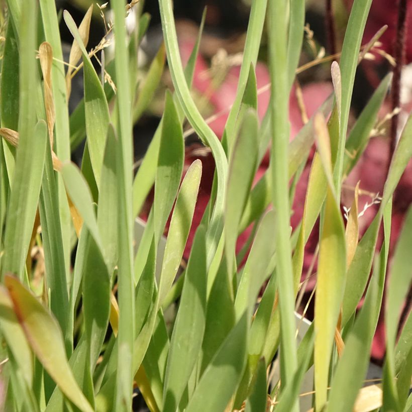 Ail d'ornement - Allium Little Sapphire (Feuillage)