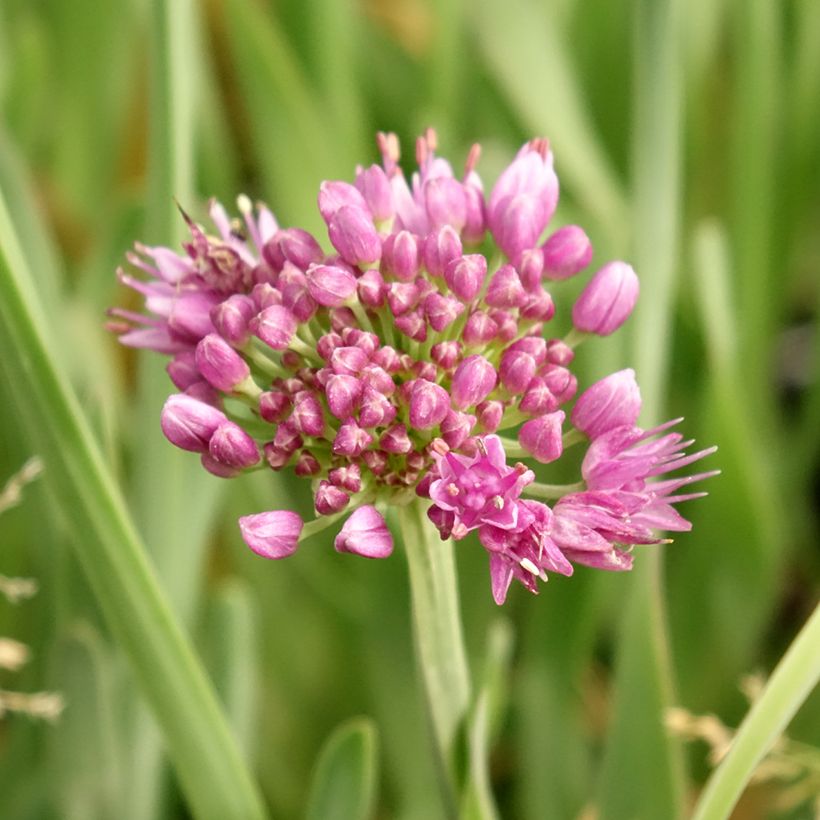 Ail d'ornement - Allium Little Sapphire (Floraison)