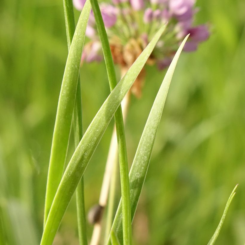 Ail d'ornement - Allium senescens Avatar (Feuillage)