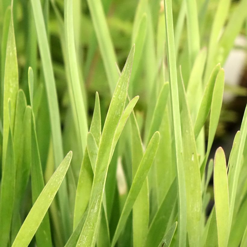 Ail d'ornement - Allium Serendipity (Feuillage)