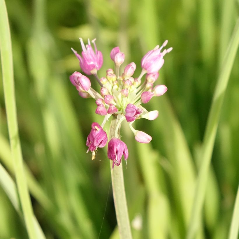 Ail d'ornement - Allium Serendipity (Floraison)