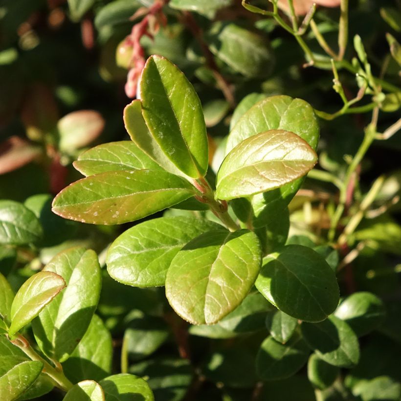 Airelle rouge Bio - Vaccinium vitis idaea (Feuillage)