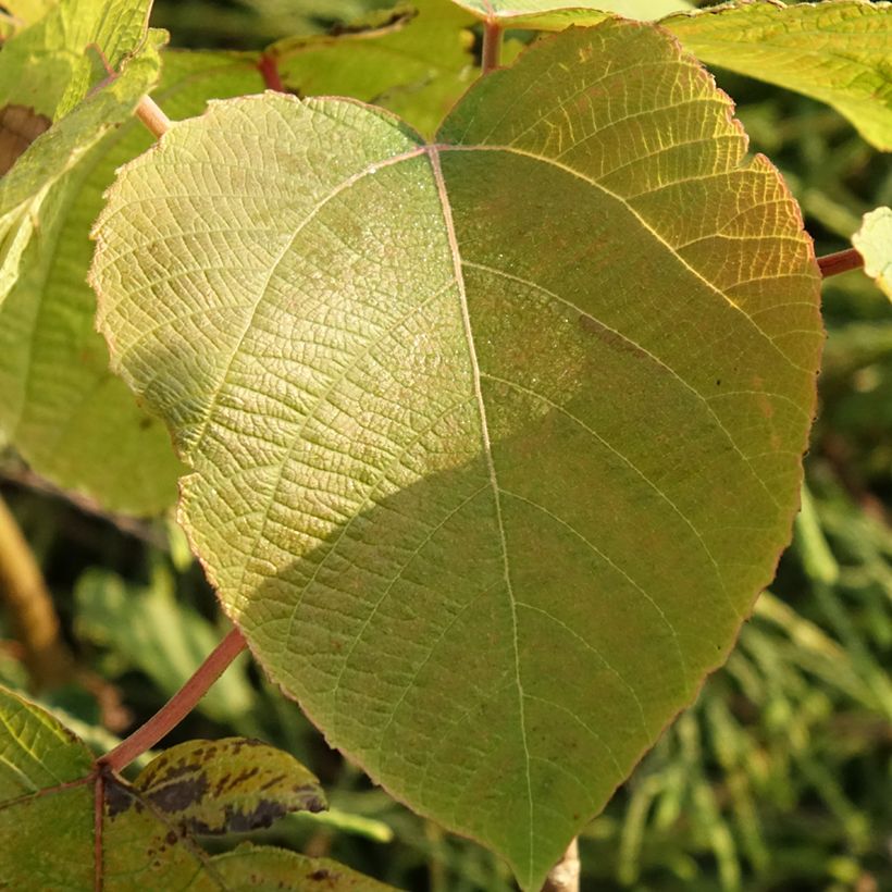 Alchornea davidii (Feuillage)