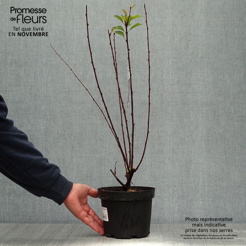 Spécimen de Amandier à fleurs - Prunus triloba 30/40cm en pot de 2/3L tel que livré en automne