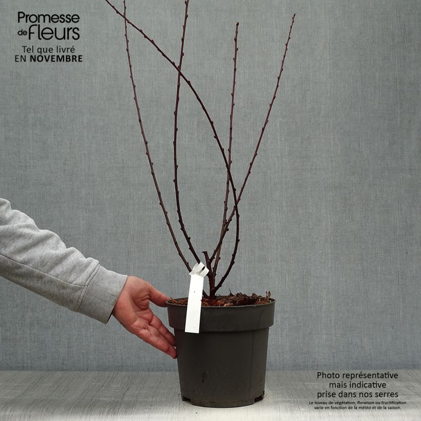 Spécimen de Amandier à fleurs - Prunus triloba 40/50cm en pot de 4/5L tel que livré en automne