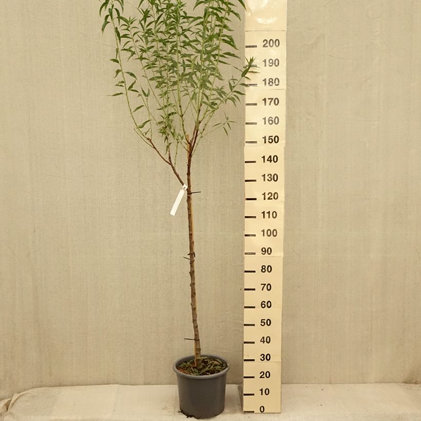 Spécimen de Amandier Supernova autofertile - Prunus dulcis Pot de 15L tel que livré en été