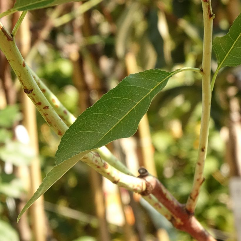 Amandier Supernova autofertile - Prunus dulcis (Feuillage)